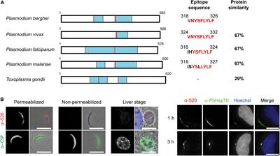 Conservation of S20 as an Ineffective and Disposable IFNγ-Inducing Determinant of Plasmodium Sporozoites Indicates Diversion of Cellular Immunity